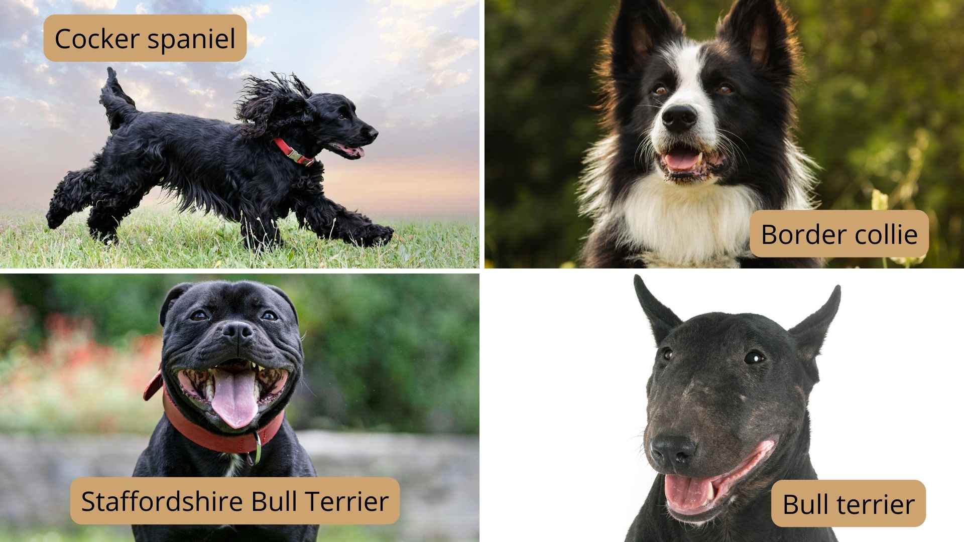 collage razas perros negros tamaño mediano